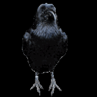 Crow Standing Sticker GIF