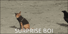 Crow Startled Dog Scary Surprise Funny Reaction GIF