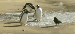 Crow Stealing From Penguins GIF