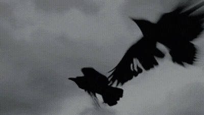 Crow Wearing Crown And Nike Sneakers GIF