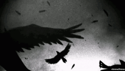 Crows Flying With Static Effect GIF
