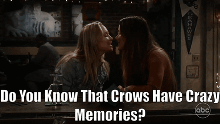 Crows Have Crazy Memories GIF