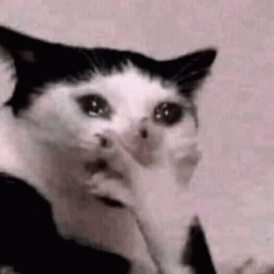 Crying Black And White Cat Covering Face With Paws GIF