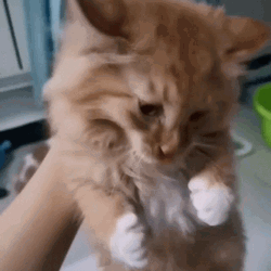 Crying Cat Carrying On Hand GIF