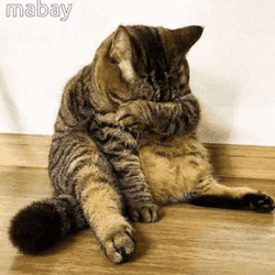Crying Cat Covering Eyes GIF