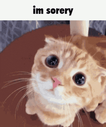 Crying Cat I'm Sorry GIF