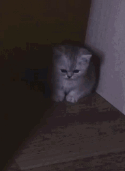 Crying Cat On The Corner GIF