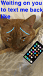 Crying Cat Texting To Wait For Reply GIF