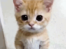 Crying Cat Waiting Patiently GIF