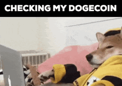 Crypto Dog Dogecoin Check GIF