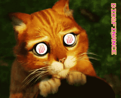 Crypto Puss In Boots Eyes GIF
