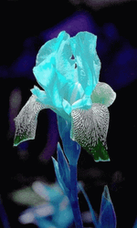 Crystal Rose Flashing Colors GIF