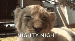 Cub Nighty Night GIF