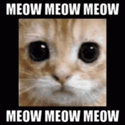 Cube Cat Photo Meow GIF