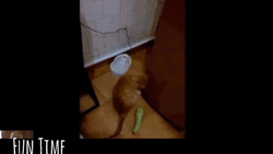 Cucumber Prank Jumping Scared Cat GIF