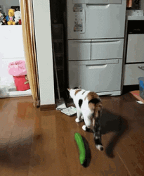 Cucumber Prank Surprised Cat GIF
