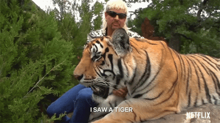 Cuddle With Tiger King GIF