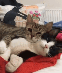 Cuddles Cat Snuggling GIF