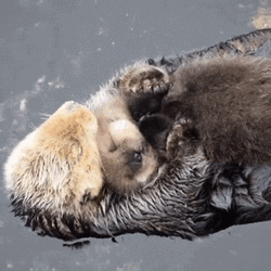 Cuddles Mother Sea Otter GIF