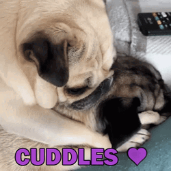 Cuddles Pug Hug GIF