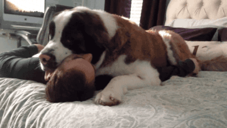 Cuddles St Bernard Dog GIF