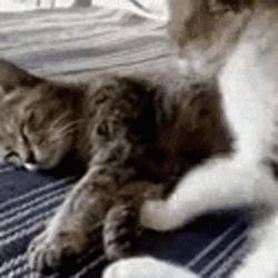 Cuddles Sweet Kitty Couple GIF