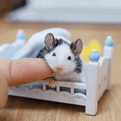 Cuddling Mouse Laying In Bed  GIF