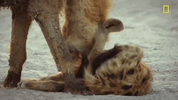 Cuddling With Mother Hyena GIF