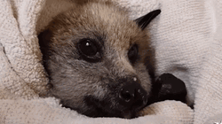 Cuddly Baby Bat Chewing GIF