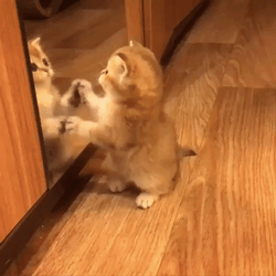 Cuite Kitty In Mirror GIF