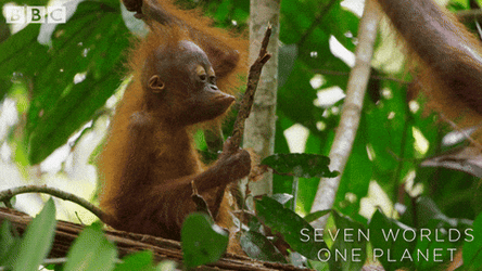 Curious Baby Orangutan Monkey Tasting Branch GIF