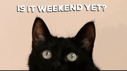 Curious Black Cat Is It Friday Yet GIF