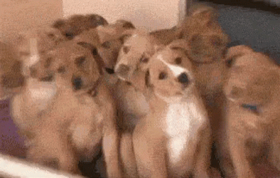 Curious Confused Dog GIF