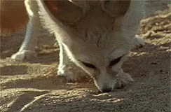 Curious Fennec Fox Digging GIF