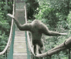Curious George Monkey Balance Bridge GIF