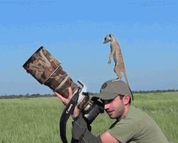 Curious Meerkat Checking Out Camera GIF