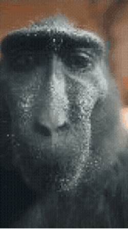 Curious Monkey Looking Closely Meme GIF
