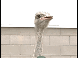 Curious Ostrich Looked Around GIF