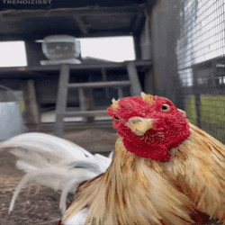 Curious Rooster Checking Out Camera GIF