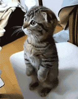 Curious Tubby Kitten Standing GIF