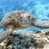 Curious Turtle Swimming Near Staring GIF