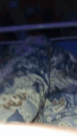 Curly Hair Boy Light Skin  GIF