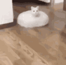 Cursed Cat Floor Cleaner Vacuum  GIF