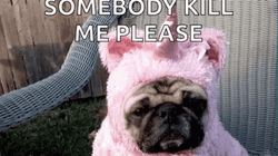 Cut Pug Somebody Kill Me Now Please GIF