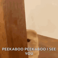 Cute Adorable Cat Peek A Boo Hiding GIF