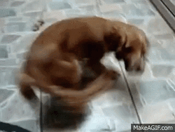 Cute Adorable Dog Twisting In Circle  GIF