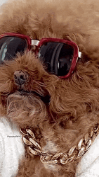 Cute Afro Haired Poodle Chilling GIF