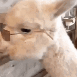 Cute Alpaca In Glasses GIF