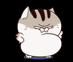 Cute Angry Fat Cat GIF