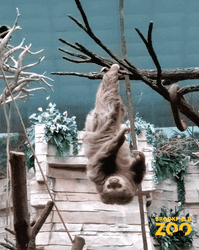Cute Anima Sloth Hanging Upside Down GIF